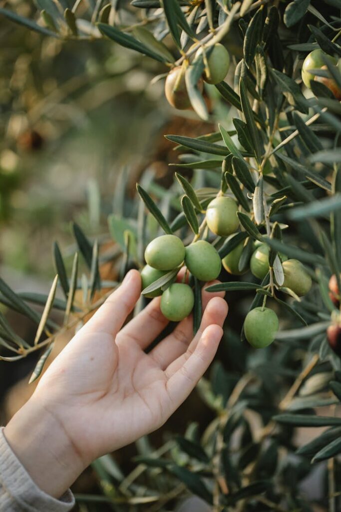 pexels-photo-6231906 Crop unrecognizable gardener picking organic green olives ripening on lush tree in agricultural garden